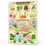 Reproduction in Plants Chart